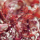 Beta Librae - Daystar (LP) - Discords.nl