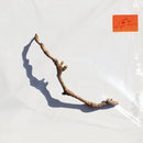 PJ Harvey - I Inside The Old Year Dying (LP) - Discords.nl