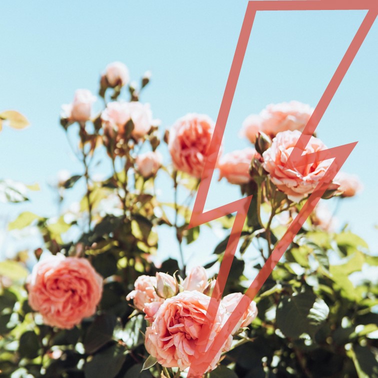 BLOG #103 - Nieuwe aanwinsten, Pre-orders, Festivalcollecties, Voordeel Albums en Discords Radio Tips