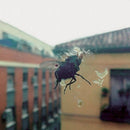 Biznaga - Gran pantalla (LP) - Discords.nl