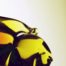 Hooray For Earth - True loves (CD) - Discords.nl