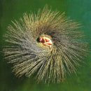 Peter Gabriel - Ovo: the millennium show (CD) - Discords.nl