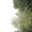 Growing - Soul of the rainbow & the (CD) - Discords.nl