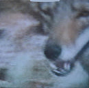 Brand New - The Devil And God Are Raging Inside Me (LP) - Discords.nl