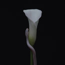 Animals As Leaders - Parrhesia (CD) - Discords.nl