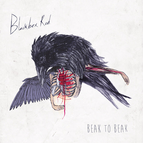 Blackboxred - Beak to beak -10"- (12-inch)