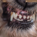 Blanck Mass - World eater (CD) - Discords.nl