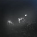 Bliss Signal - Bliss signal (LP) - Discords.nl