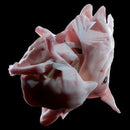 Bolt Ruin - Obriultn (12-inch) - Discords.nl