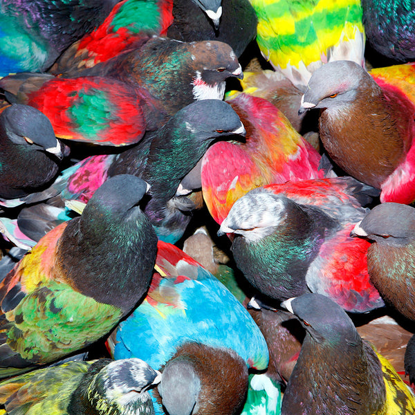 Blawan - Sickelixir (LP) - Discords.nl