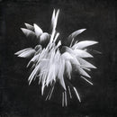 Brent Windler - New morning howl (CD) - Discords.nl