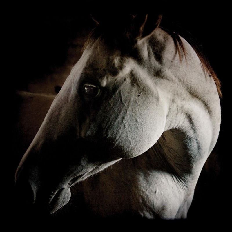 Brother Dege - How to kill a horse (LP) - Discords.nl