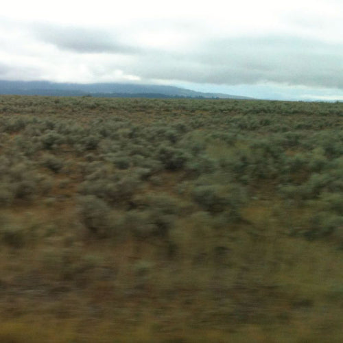 Caroline Says - 50.000.000 elvis fans can't be wrong (CD) - Discords.nl