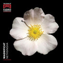 Choir Of St. John's College Cambridge - Magnificat (CD) - Discords.nl