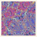 Carlos Nino & Friends - Placenta (LP) - Discords.nl