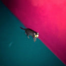 Chk Chk Chk (!!!) - Wallop (LP) - Discords.nl