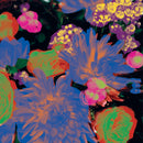 Darkstar - Timeaway (12-inch) - Discords.nl