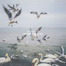 Dan Mangan - More or less (LP) - Discords.nl