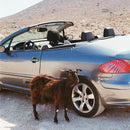 Exek - Prove the mountains move (LP) - Discords.nl