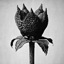 Masayoshi Fujita - Book of life (CD) - Discords.nl