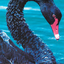 Triffids, The - The Triffids Present The Black Swan (LP Tweedehands) - Discords.nl