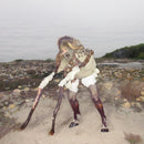 Grumpy - Piebald (CD)
