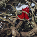 Hannah Frances - Nested in tangles (LP) - Discords.nl