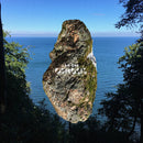 I Am Oak - Osmosis (CD) - Discords.nl