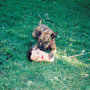 Joyce Manor - Cody (LP) - Discords.nl
