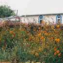 Kane Strang - Blue cheese (CD) - Discords.nl