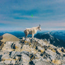 Liima - Ii (LP) - Discords.nl