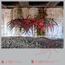 Schacke & Anetha - Looks are deceiving (12-inch) - Discords.nl