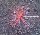 Moebius/story/leidecker - Familiar (CD)