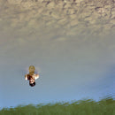 Nadine - Oh my (CD) - Discords.nl