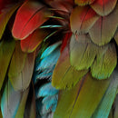 NYOS - Celebration (CD) - Discords.nl