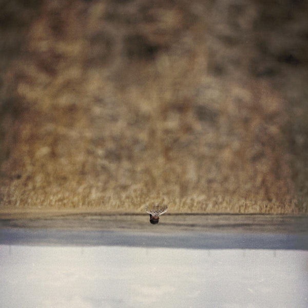 Jim O'rourke - Hands that bind (LP) - Discords.nl