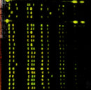 Meat Beat Manifesto - ...In Dub (CD Tweedehands) - Discords.nl