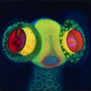 Osees - Sorcs 80 (CD) - Discords.nl