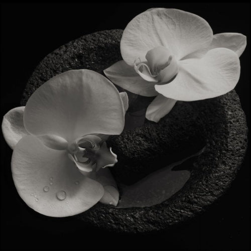 Patton & Vannier - Corpse flower (LP)