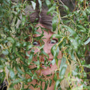 Rosali - Bite down (LP) - Discords.nl