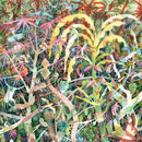 Dijf Sanders - Lichen (12-inch) - Discords.nl