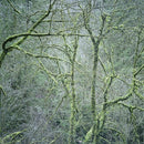 Six Organs Of Admittance - Dust & chimes (LP) - Discords.nl