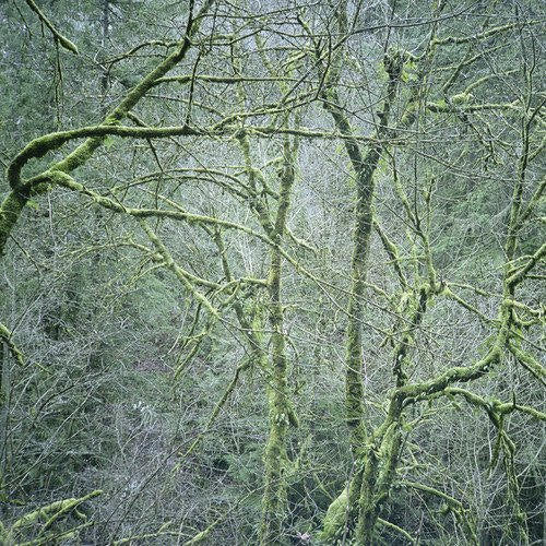 Six Organs Of Admittance - Dust & chimes (LP) - Discords.nl