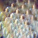 Stealing Sheep - Into the diamond sun (CD) - Discords.nl