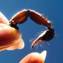 Squid - Cowards (LP) - Discords.nl