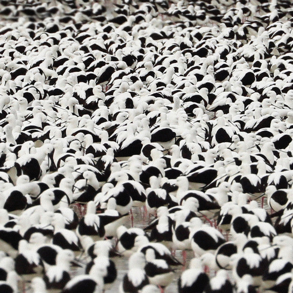 Stella Donnelly - Flood (LP) - Discords.nl