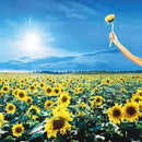 Stone Temple Pilots - Thank you (LP) - Discords.nl