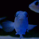 Powell - On the feet of a wind (LP) - Discords.nl