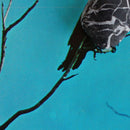 Tangents - Stateless (CD) - Discords.nl