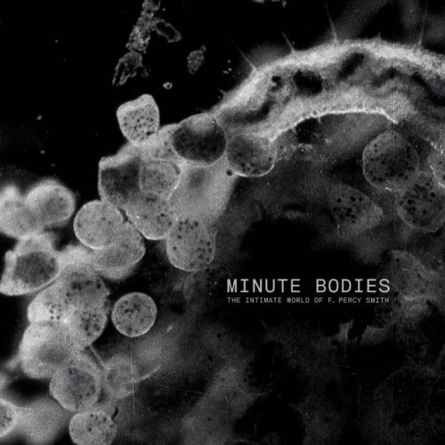 Tindersticks - Minute bodies: the intimate world (CD) - Discords.nl